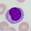 Monocytes