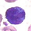 Basophil