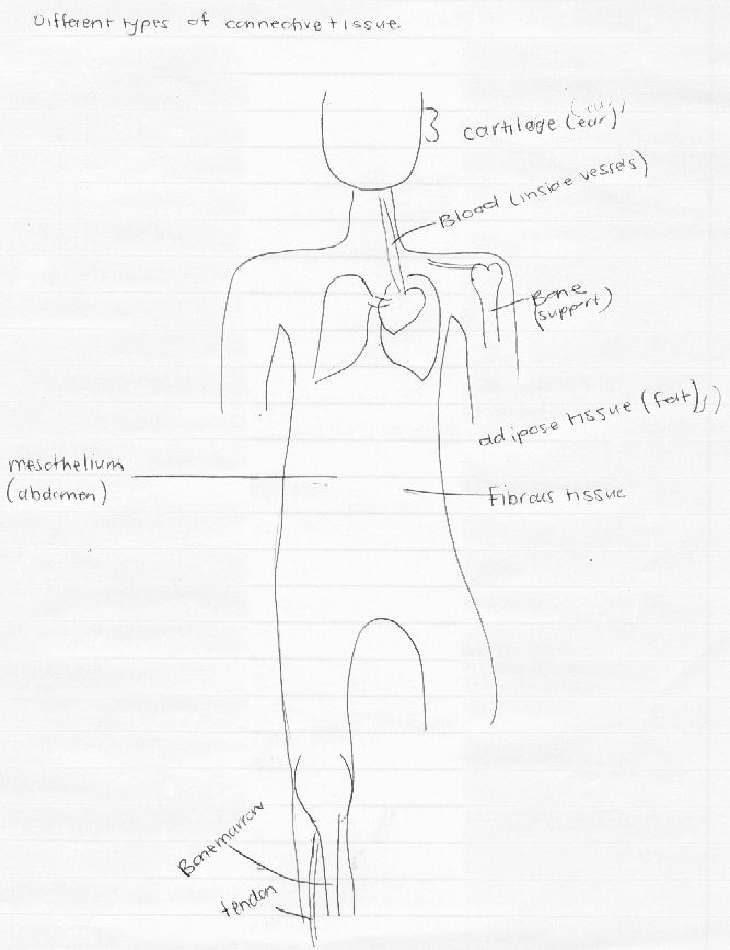 Types of connective tissue