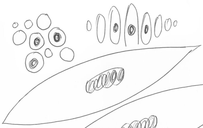 Drawing of smooth muscle